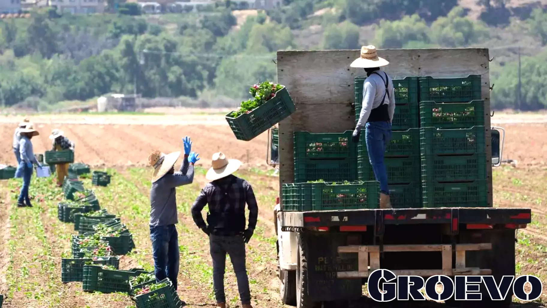 Federal Raids Target California Farmworkers, Impacting Food Supply