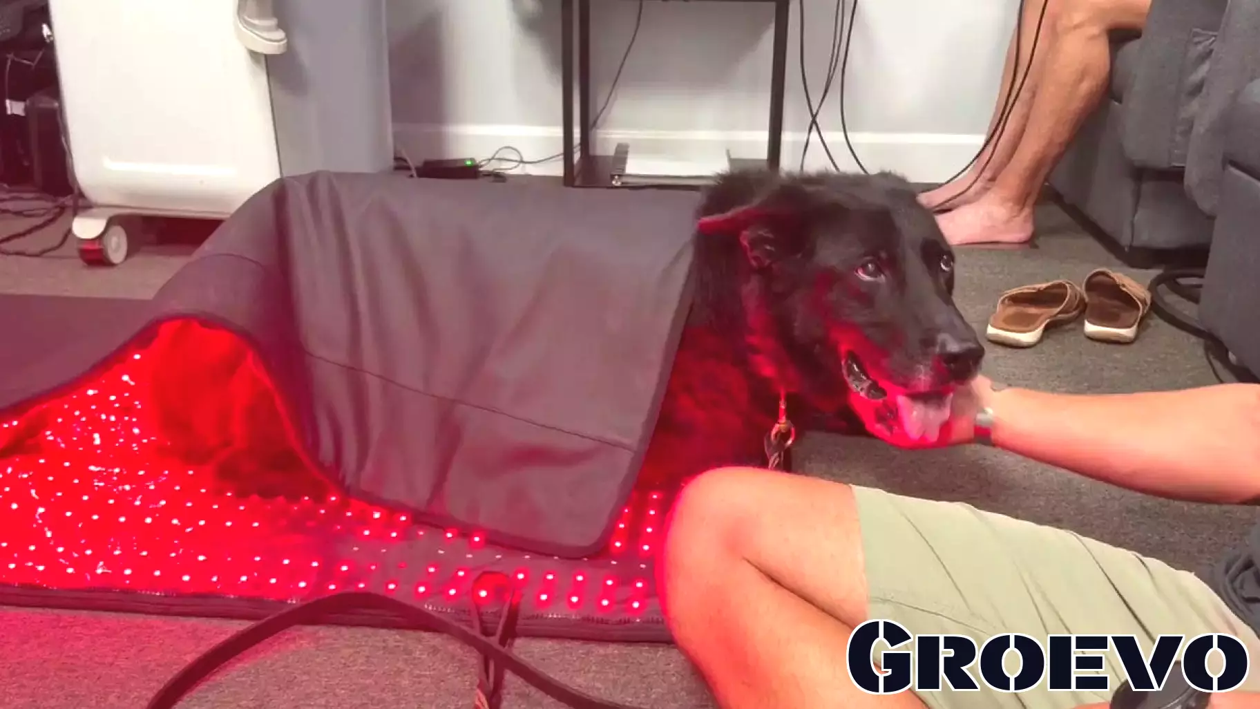 New Port Richey cryotherapy business offers specialized treatment for retired K9's