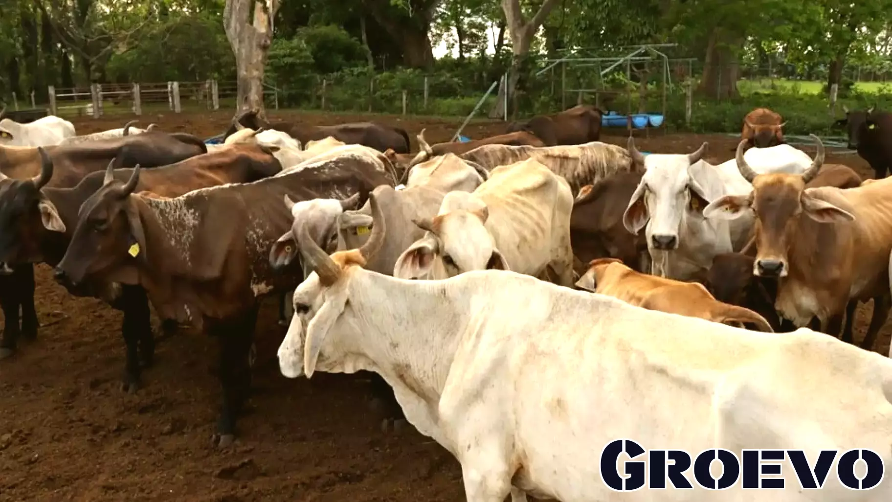 Tyson Foods Shuts Down Nebraska Beef Plant to Optimize Operations