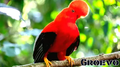 Birdwatching Thrives Globally, Yet Benefits Are Uneven