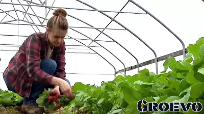 Local Farmer Faces Business Loss Due to USDA Funding Cuts