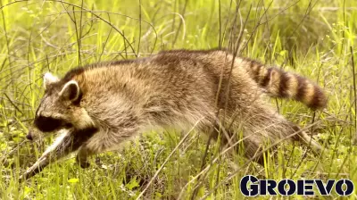 Raccoon Released in Local Business Leads to Arrest in Kentucky