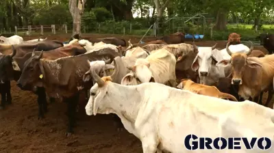 Tyson Foods Shuts Down Nebraska Beef Plant to Optimize Operations