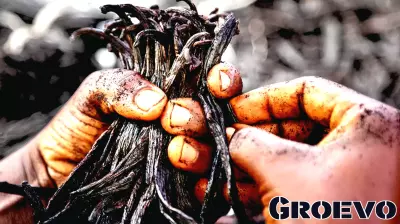 Why big brands are turning to vanilla from Uganda